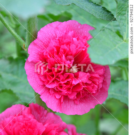 Flower Stock rose (Lat. Alcea rosea) or Malva (Latin. Malva) terry (double) 92794812