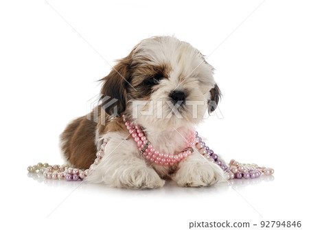 puppy Shih Tzu in studio 92794846