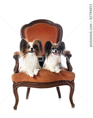 papillon dog in studio papillon dog in studio 92794853