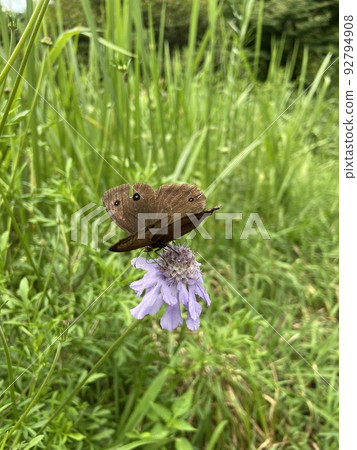 Magnolia spp. Magnolia spp. 92794908