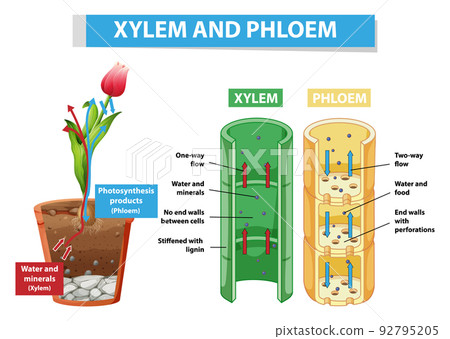 Diagram showing xylem and phloem in plant 92795205
