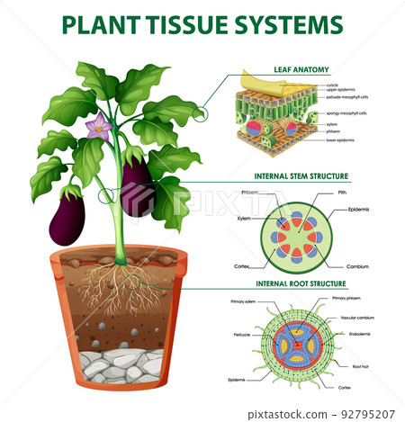 Diagram showing plant tissue systems 92795207