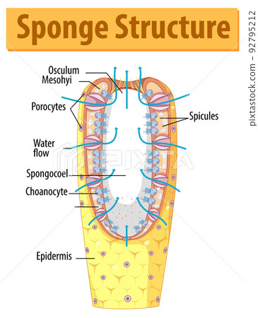 Diagram showing structure of sponge Diagram showing structure of sponge 92795212