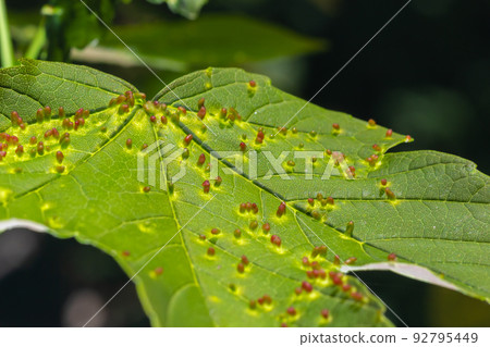 Acer opalus subsp granatensis parasitized leaf with gills of intense red color from Aceria cf macrorhyncha natural light 92795449