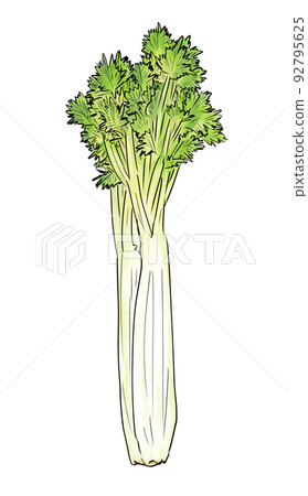 筆劃風格芹菜 筆劃風格芹菜 92795625