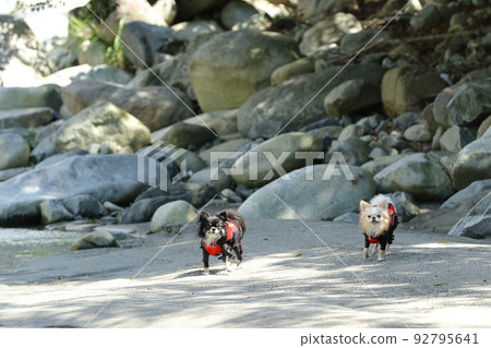 Two long-coated Chihuahuas standing in the shade of trees wearing life jackets on the riverbed Two long-coated Chihuahuas standing in the shade of trees wearing life jackets on the riverbed 92795641