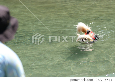 Cream-colored long-coated Chihuahua and its owner swimming hard in the river 92795645