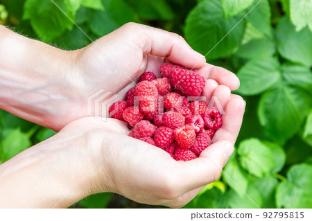 A handful of freshly picked raspberries. Raspberries in hands. Raspberry harvest. 92795815