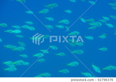 小笠原羅克森雀鯛 小笠原羅克森雀鯛 92796376