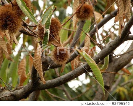 Chestnut tree fruit 92796545