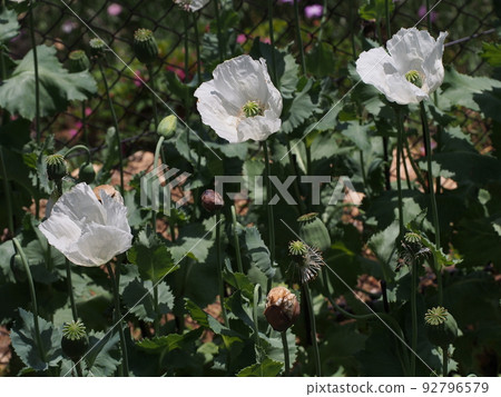 Poppy Papaver somniferum 92796579