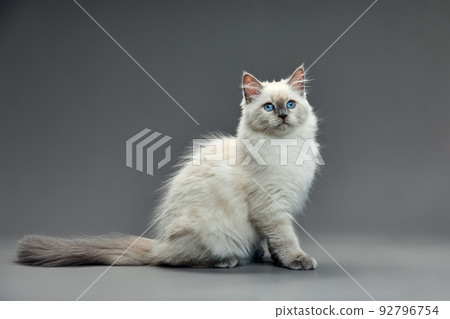 Portrait of a little white kitty on gray background, nice little kitten with big eyes , copy space Portrait of a little white kitty on gray background, nice little kitten with big eyes , copy space 92796754