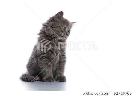 Cute and adorable grey kitten cat against a white background 92796766