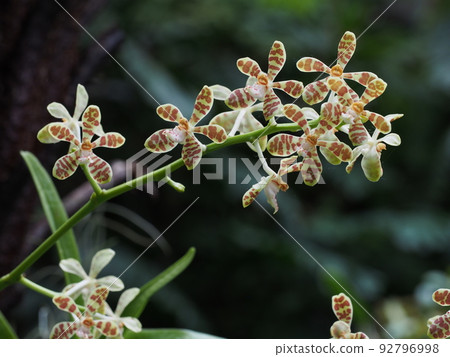 Iriomoteran (Nyumenran) 花 Trichoglottis ionosma 92796998