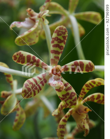 Iriomoteran (Nyumenran) flower Trichoglottis ionosma Iriomoteran (Nyumenran) flower Trichoglottis ionosma 92796999