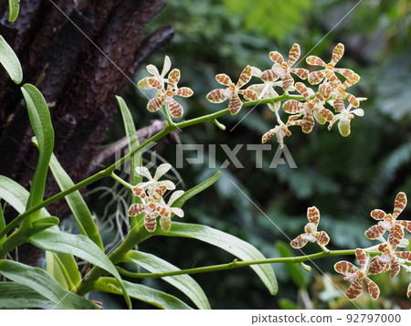 花 Trichoglottis ionosma 花 Trichoglottis ionosma 92797000