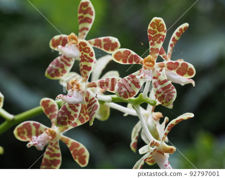 Iriomoteran (Nyumenran) flower Trichoglottis ionosma Iriomoteran (Nyumenran) flower Trichoglottis ionosma 92797001