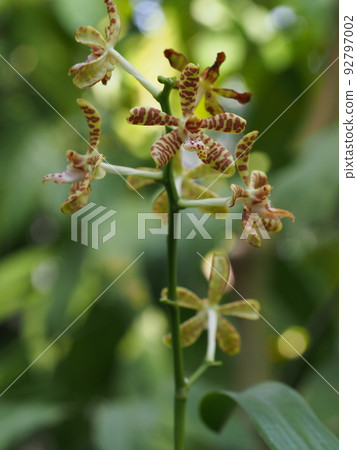 Iriomoteran (Nyumenran) flower Trichoglottis ionosma Iriomoteran (Nyumenran) flower Trichoglottis ionosma 92797002