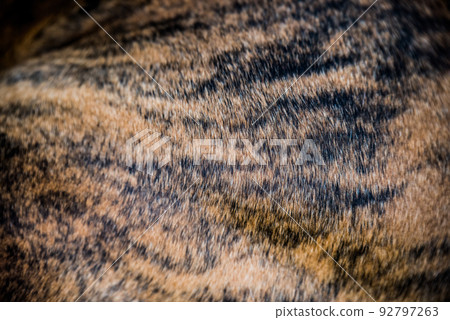 Brindle coat American Bulldog dog fir background Brindle coat American Bulldog dog fir background 92797263