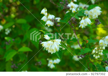 Wild flowers of Shirobana deutzia (Maniwa city, Okayama prefecture) 92797302