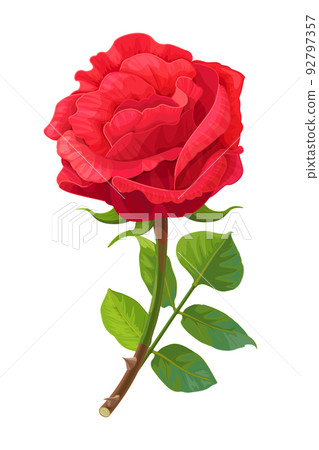 vector realistic rose flower art vector realistic rose flower art 92797357