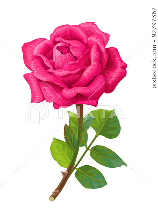 vector realistic rose flower art - Stock Illustration [92797362] - PIXTA