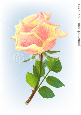 vector realistic rose flower art 92797364