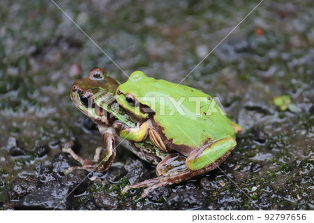 Japanese tree frog mating on a rainy day Japanese tree frog mating on a rainy day 92797656
