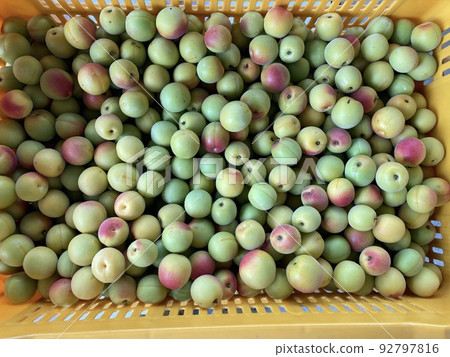 山形新鮮採摘的青梅 山形新鮮採摘的青梅 92797816