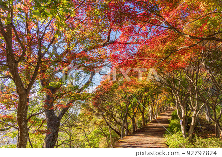 (Shizuoka Prefecture) Beautiful Autumn Leaves Katsuragiyama Boardwalk 92797824