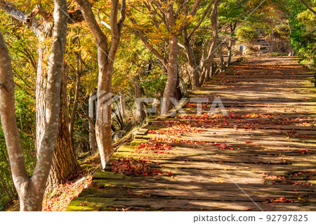 (Shizuoka Prefecture) Beautiful Autumn Leaves Katsuragiyama Boardwalk 92797825