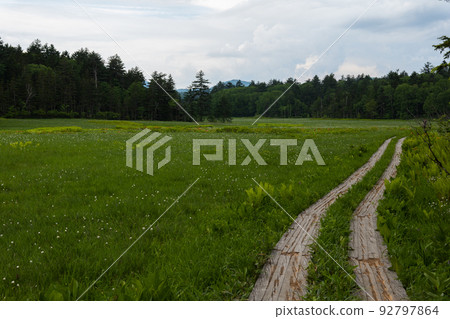 沿著小瀨大江沼澤的木板路前行 92797864