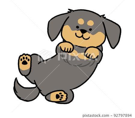 黑色臘腸犬睡在它的背上 92797894