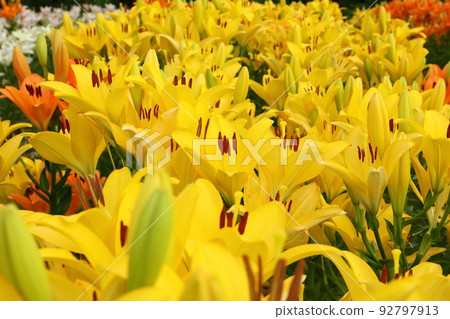 Horinouchi, Uonuma City, Niigata Prefecture Tsukioka Park Hana Hiroba, where Uonuma's specialty lilies bloom Yellow lily variety Sevenes Horinouchi, Uonuma City, Niigata Prefecture Tsukioka Park Hana Hiroba, where Uonuma's specialty lilies bloom Yellow lily variety Sevenes 92797913
