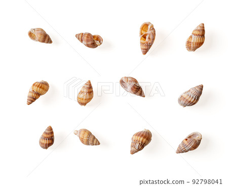 Set of netted dog whelk empty shells isolated on a white background. 92798041