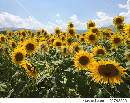 Shinshu Matsumotodaira Alpico Kotsu Kitashin Sunflower field near Matsumoto Daigakumae Station――Part 4 92798233