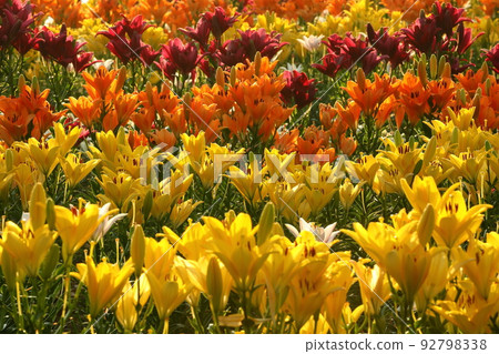 Horinouchi, Uonuma City, Niigata Prefecture The flower bed of Tsukioka Park Flower Square where colorful Uonuma lilies bloom 92798338