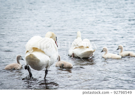 天鵝家族 92798549