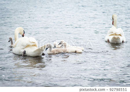 天鵝家族 92798551