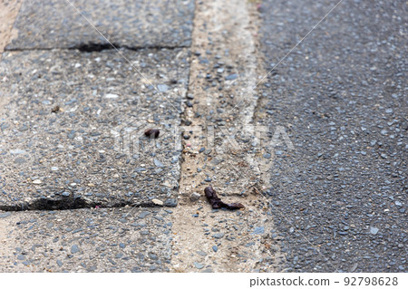 Animal poop on the road 92798628
