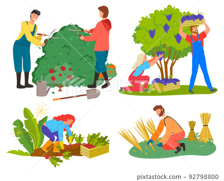 People Picking Grapes, Wheat and Beetroots Set People Picking Grapes, Wheat and Beetroots Set 92798800