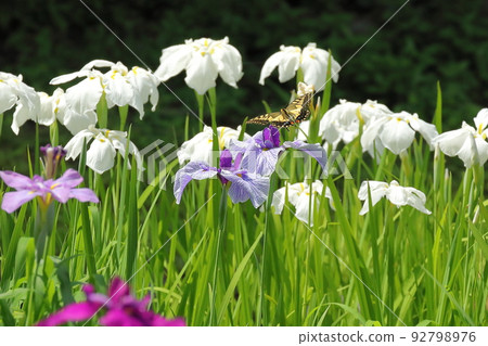 Oguriyama, Minamiuonuma City, Niigata Prefecture Uenohara Park Iris Garden Flower Iris and Swallowtail Butterflies Oguriyama, Minamiuonuma City, Niigata Prefecture Uenohara Park Iris Garden Flower Iris and Swallowtail Butterflies 92798976