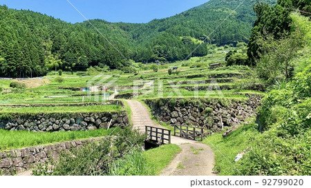 映襯著藍天和深綠的梯田青田[愛知縣四谷千枚田/新城] 92799020