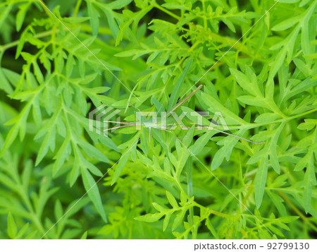 hide-and-seek hide-and-seek 92799130