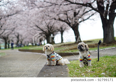 Cherry blossoms and dogs Cherry blossoms and dogs 92799171