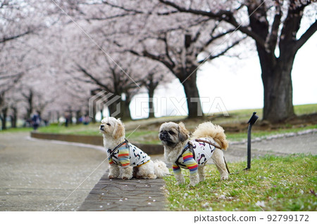 Cherry blossoms and dogs Cherry blossoms and dogs 92799172
