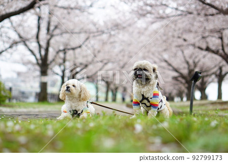 Cherry blossoms and dogs Cherry blossoms and dogs 92799173