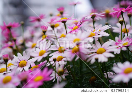 瑪格麗特盛開的鮮花 92799214