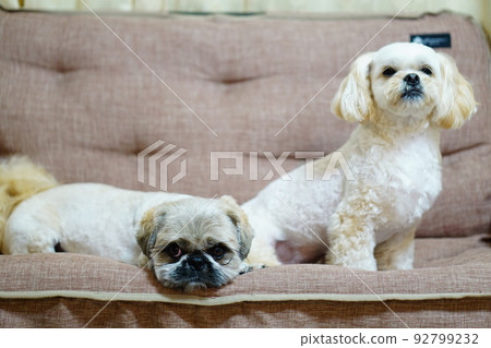 two dogs sitting on the sofa two dogs sitting on the sofa 92799232