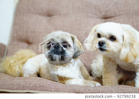 兩條狗坐在沙發上 92799238